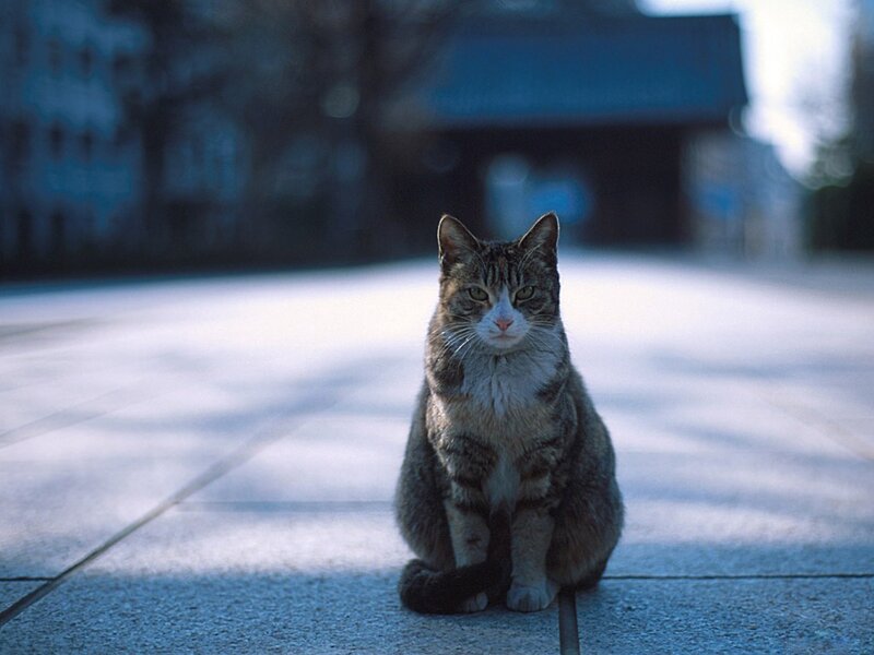 Tabby cat sitting on pavement