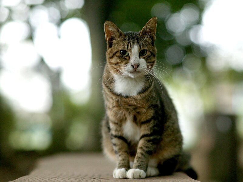 tabby cat sitting outdoors
