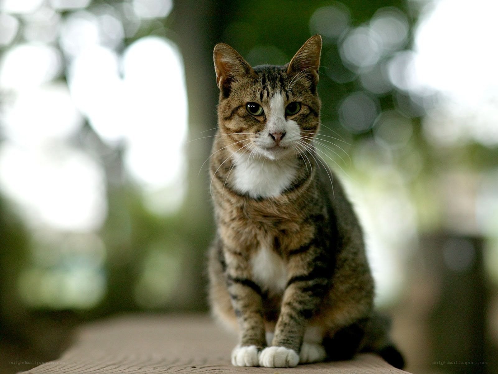 tabby cat sitting outdoors