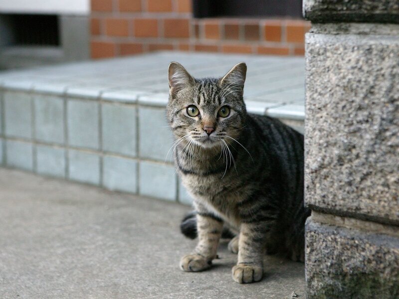 tabby cat sitting outside