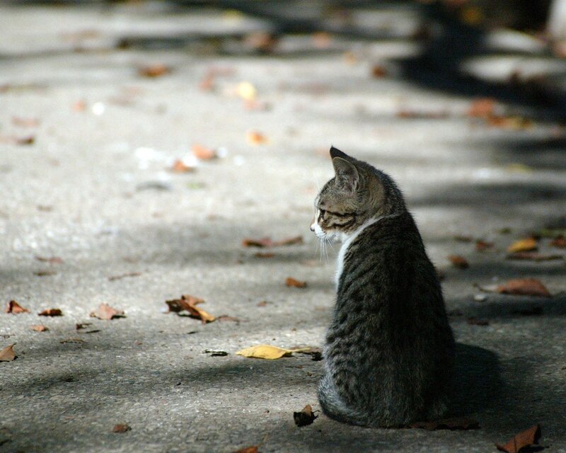 Tabby Cat Sitting