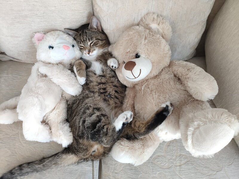 Tabby Cat Sleeping — Beige, Peaceful, Afternoon