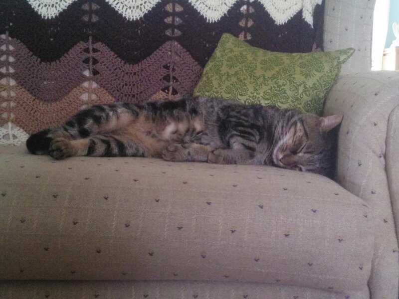 Tabby Cat Sleeping — Beige, Peaceful, Photograph, Couch