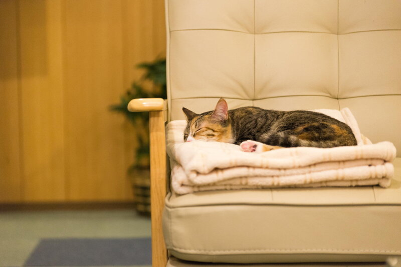 Tabby Cat Sleeping — Beige, Peaceful, Photograph