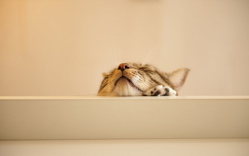 Tabby Cat Sleeping — Beige, Peaceful