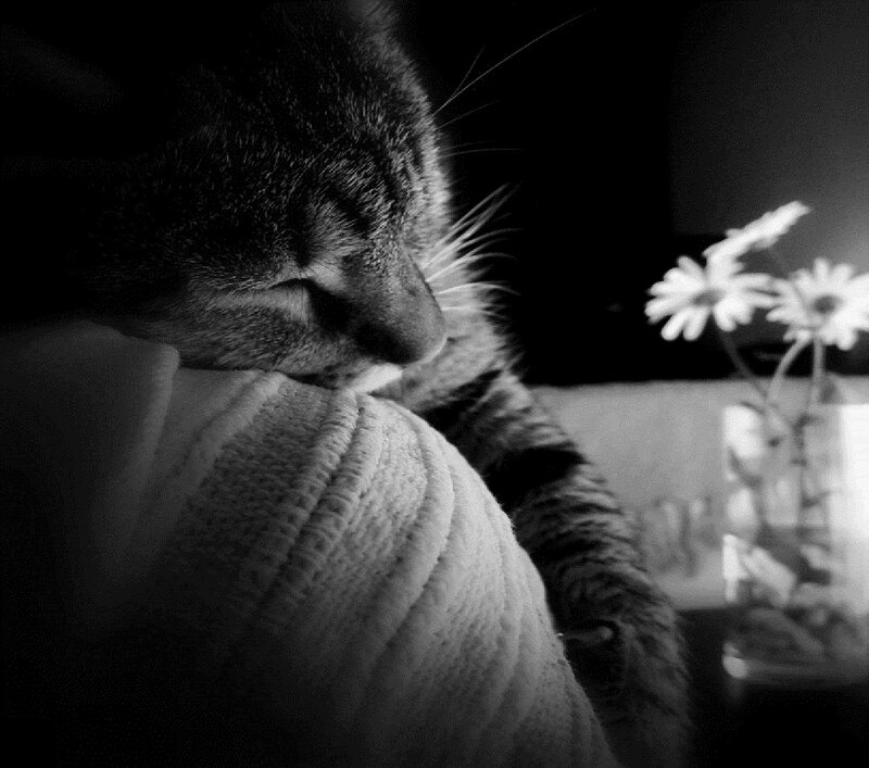 Tabby Cat Sleeping — Black, Calm, Night