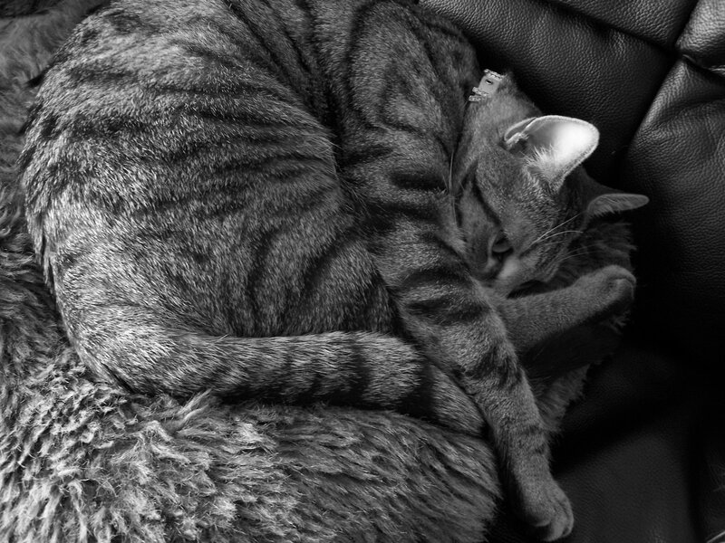 Tabby Cat Sleeping — Black, Calm, Photograph, Cushion