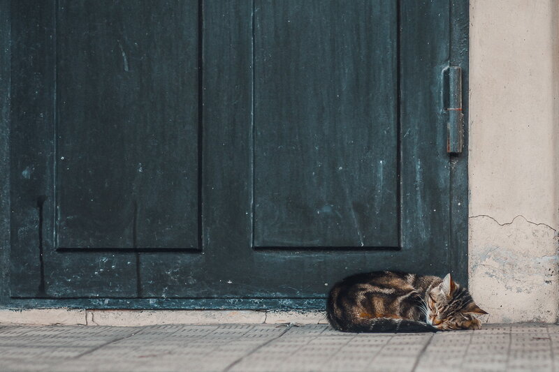 Tabby Cat Sleeping — Black, Calm, Photograph, Door