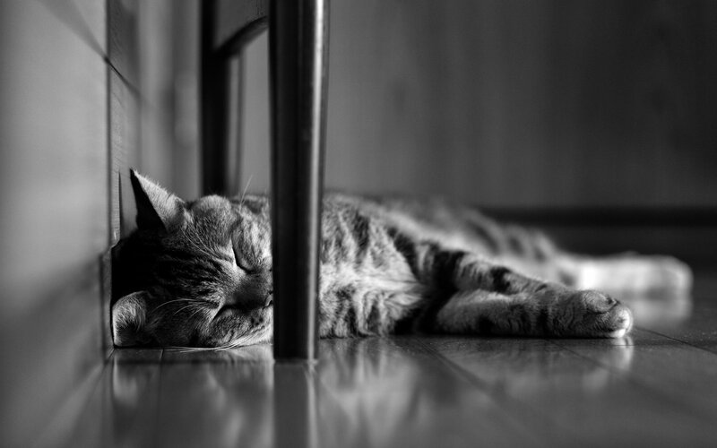 Tabby Cat Sleeping — Black, Calm, Photograph, Floor