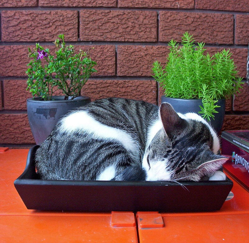 Tabby Cat Sleeping — Black, Calm, Photograph, Potted Plants