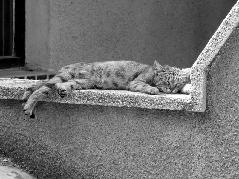 Tabby Cat Sleeping — Black, Calm, Photograph