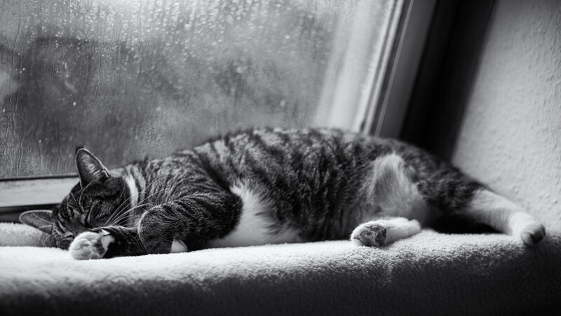 Tabby Cat Sleeping — Black, Calm