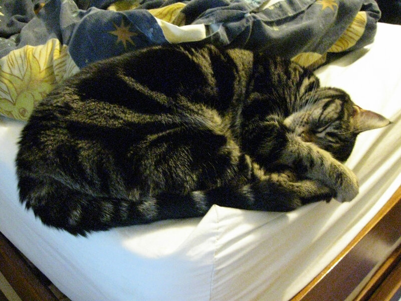 Tabby Cat Sleeping — Black, Peaceful, Photograph, Bed