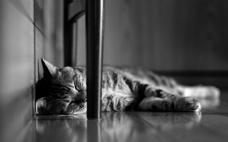 Tabby Cat Sleeping — Black, Peaceful, Photograph