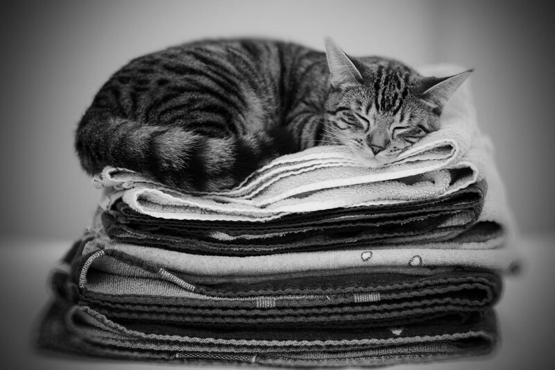 Tabby Cat Sleeping — Black, Peaceful, Photograph, Towels