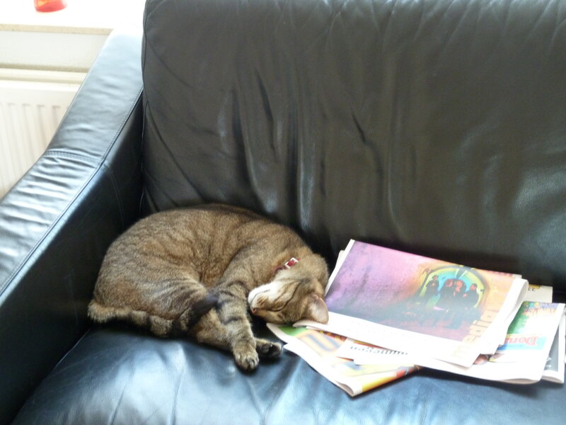 Tabby Cat Sleeping — Black, Peaceful