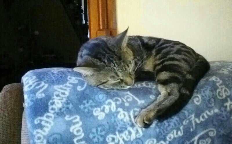 Tabby Cat Sleeping — Blue, Calm, Photograph