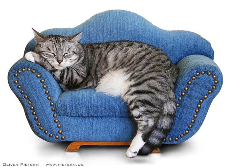 Tabby Cat Sleeping — Blue, Peaceful, Photograph, Armchair