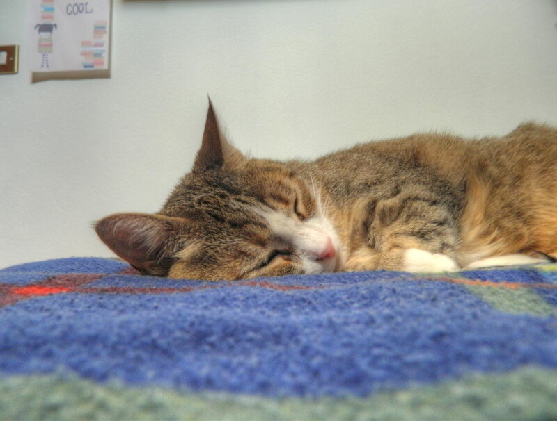 Tabby Cat Sleeping — Blue, Peaceful, Photograph, Blanket