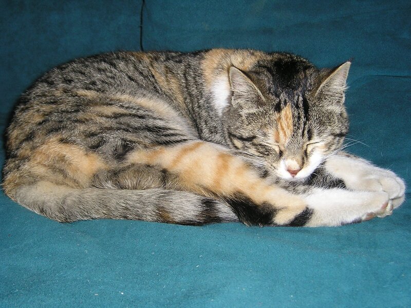 Tabby Cat Sleeping — Blue, Peaceful, Photograph, Couch