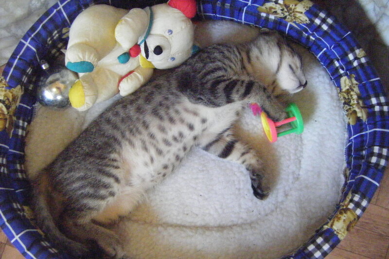 Tabby Cat Sleeping — Blue, Peaceful, Photograph, Stuffed Bear