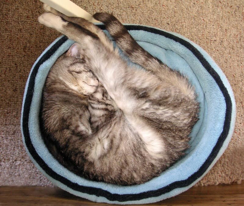 Tabby Cat Sleeping — Blue, Peaceful, Photograph