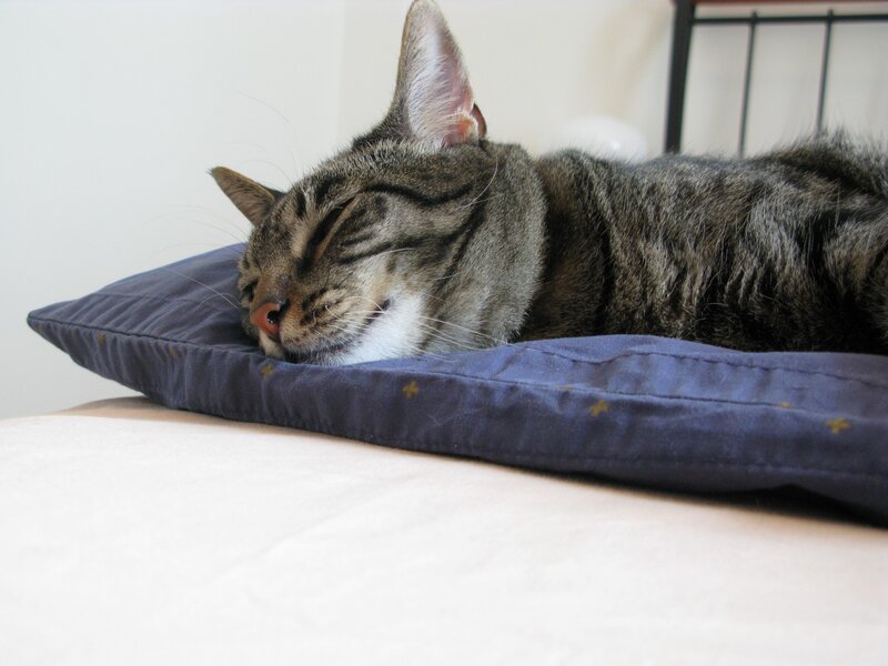 Tabby Cat Sleeping — Blue, Peaceful