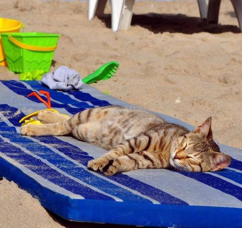 Tabby Cat Sleeping — Blue, Relaxed