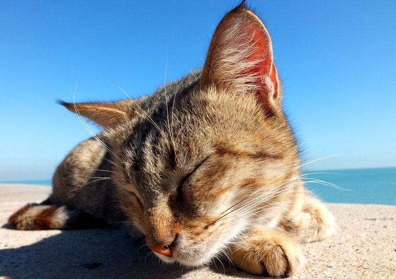 Tabby Cat Sleeping — Blue, Serene