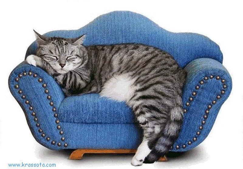 Tabby Cat Sleeping — Blue