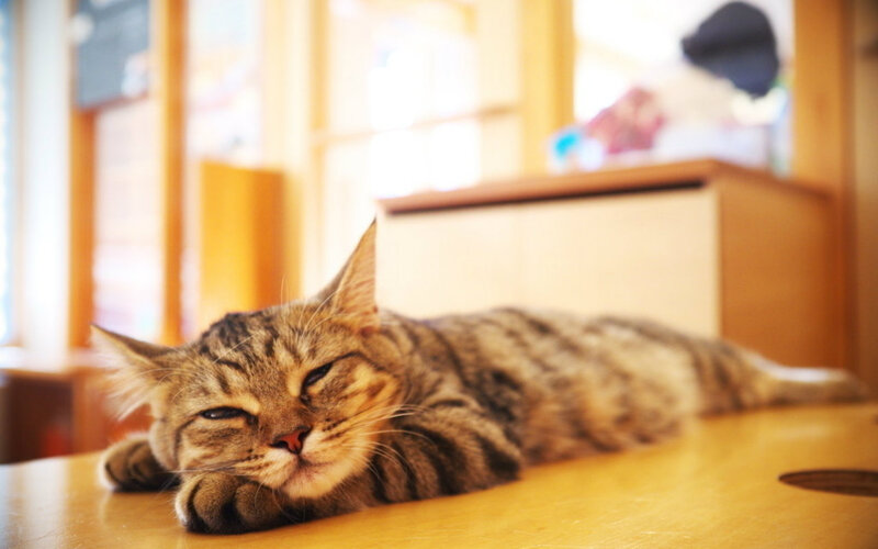 Tabby Cat Sleeping — Brown, Calm, Afternoon, Photograph