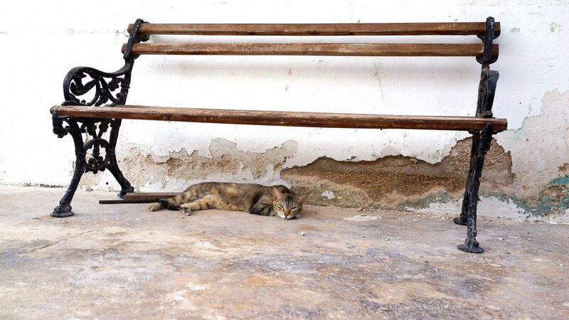 Tabby Cat Sleeping — Brown, Calm, Afternoon