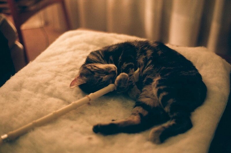 Tabby Cat Sleeping — Brown, Calm, Night, Photograph