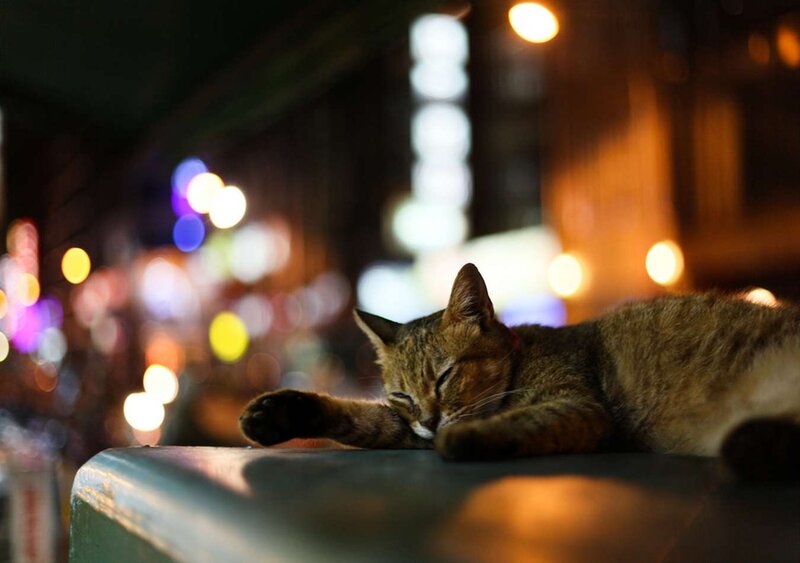 Tabby Cat Sleeping — Brown, Calm, Night