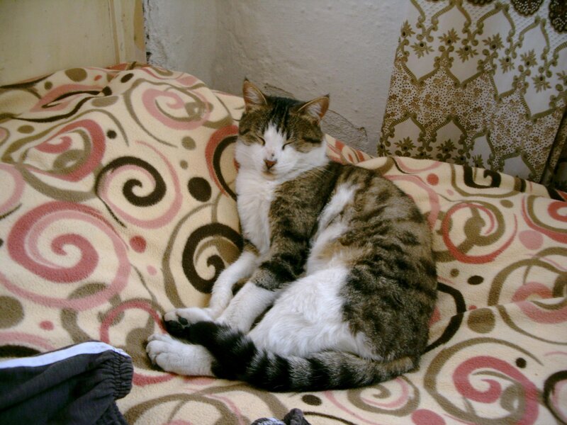 Tabby Cat Sleeping — Brown, Calm, Photograph, Blanket