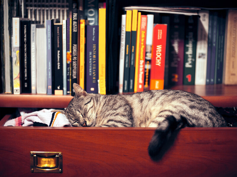 Tabby Cat Sleeping — Brown, Calm, Photograph, Bookshelf