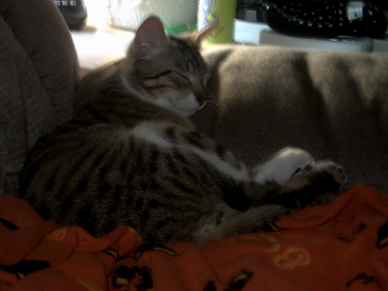 Tabby Cat Sleeping — Brown, Calm, Photograph, Couch