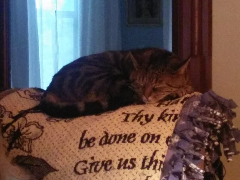 Tabby Cat Sleeping — Brown, Calm, Photograph, Pillow