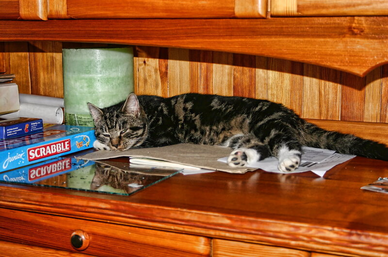 Tabby Cat Sleeping — Brown, Calm, Photograph, Scrabble Game