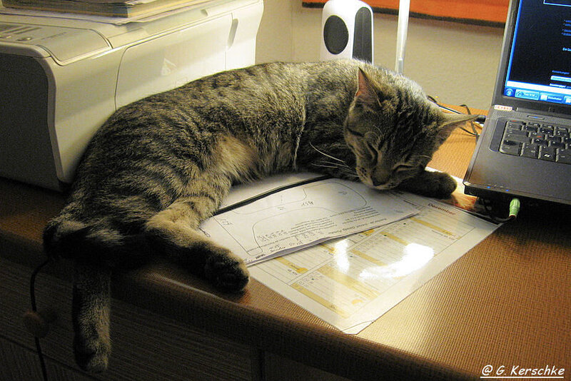 Tabby Cat Sleeping — Brown, Calm, Photograph