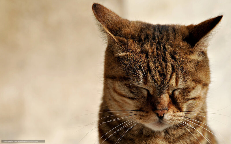 Tabby Cat Sleeping — Brown, Calm, Photograph, Whiskers