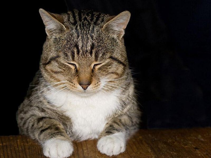 Tabby Cat Sleeping — Brown, Calm