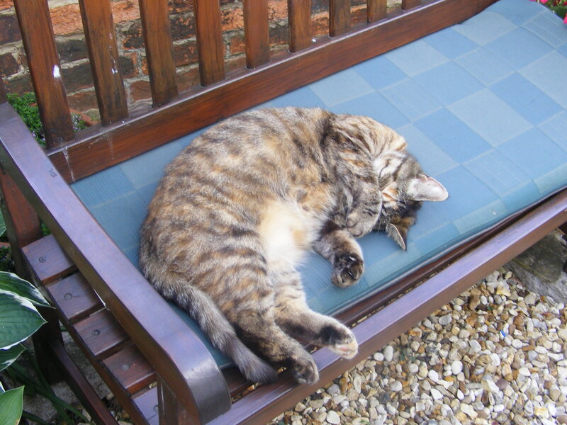 Tabby Cat Sleeping — Brown, Peaceful, Afternoon, Photograph, Bench, Cushion