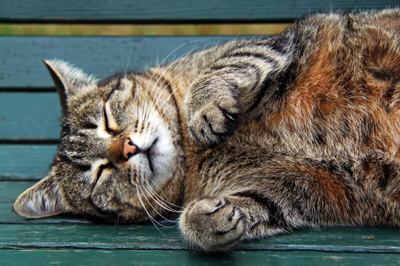 Tabby Cat Sleeping — Brown, Peaceful, Afternoon, Photograph, Bench