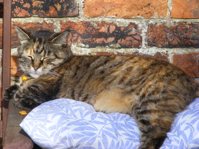 Tabby Cat Sleeping — Brown, Peaceful, Afternoon, Photograph, Brick Wall