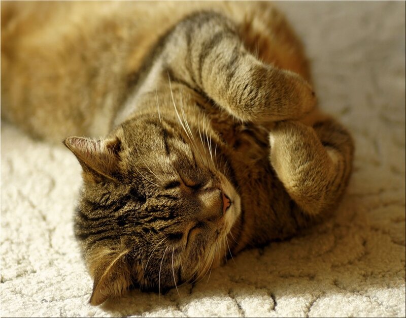 Tabby Cat Sleeping — Brown, Peaceful, Afternoon, Photograph, Carpet