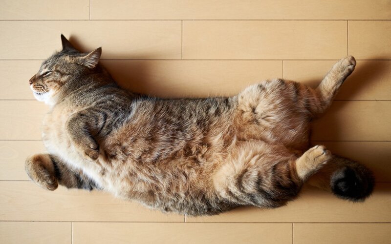 Tabby Cat Sleeping — Brown, Peaceful, Afternoon, Photograph, Floor