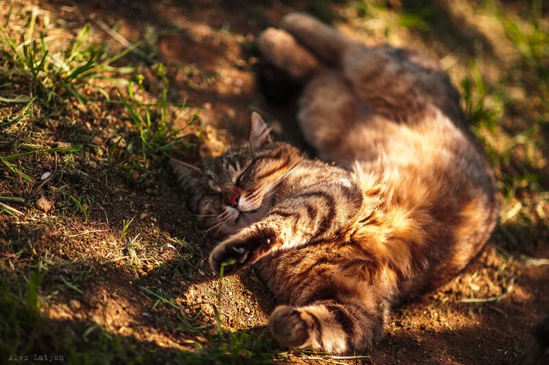 Tabby Cat Sleeping — Brown, Peaceful, Afternoon, Photograph, Grass