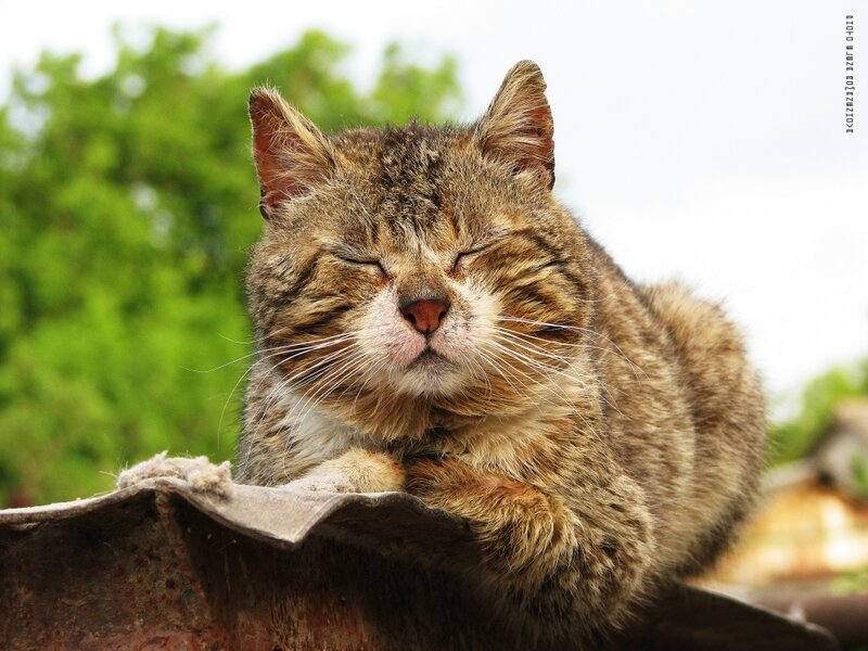 Tabby Cat Sleeping — Brown, Peaceful, Afternoon, Photograph, Roof