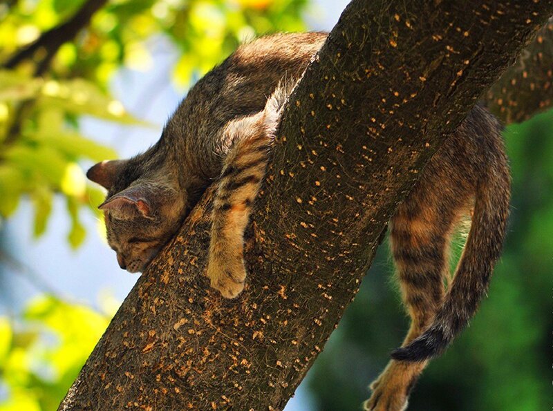 Tabby Cat Sleeping — Brown, Peaceful, Afternoon, Photograph, Tree